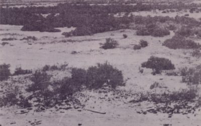 Creating an oval out of swamp land