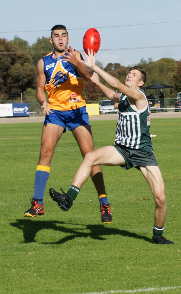 vLions020515 15